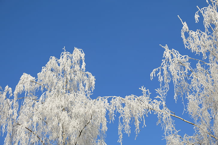 Gamta, glajus, žiemą, nuo užšalimo, grožio, baltas dangus, dangus