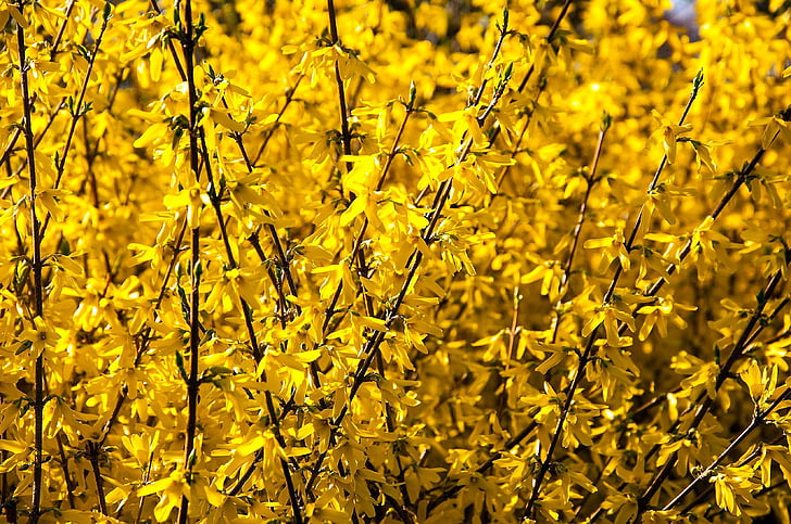 květiny, jaro, závod, Bush, Flora, žlutá, květ