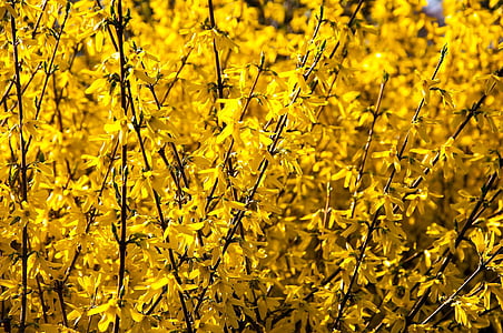 kvety, jar, rastlín, Bush, Flora, žltá, kvet