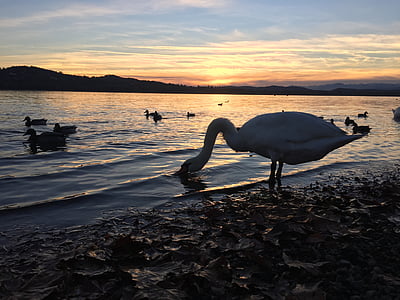 Bebek, Swan, matahari terbenam, Danau, pemandangan, alam, Italia