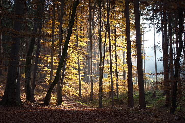 otoño, bosque, a pie, hojas, Estado de ánimo, árboles, colorido