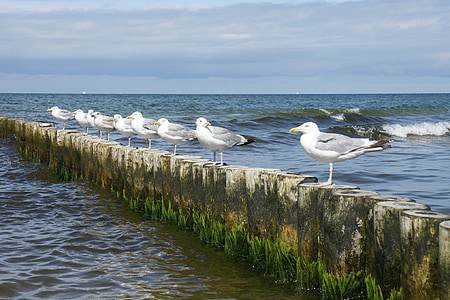 sea, gulls, groyne, sitting, rest, bird, birds