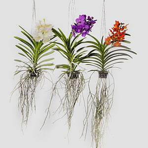 orchidej, Vanda, květ, exotické, Tropical, silná, růžová