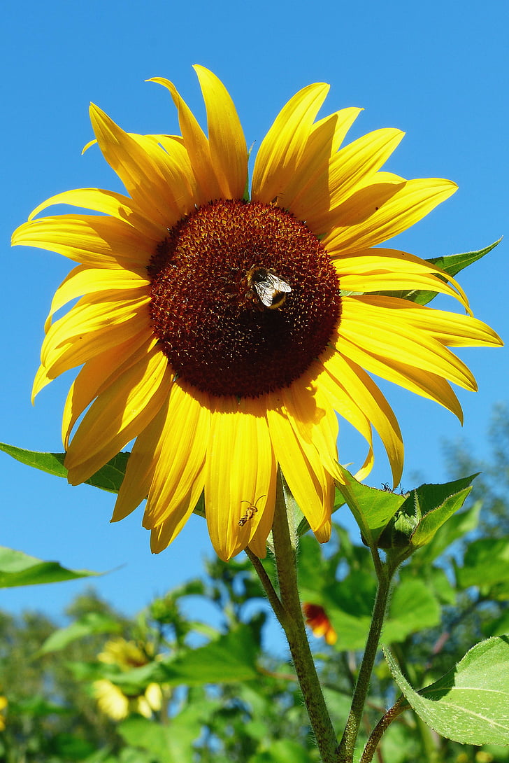 Sun flower, Hummel, kwiat łąka, kwiaty, żółty, Natura, Żółty kwiat