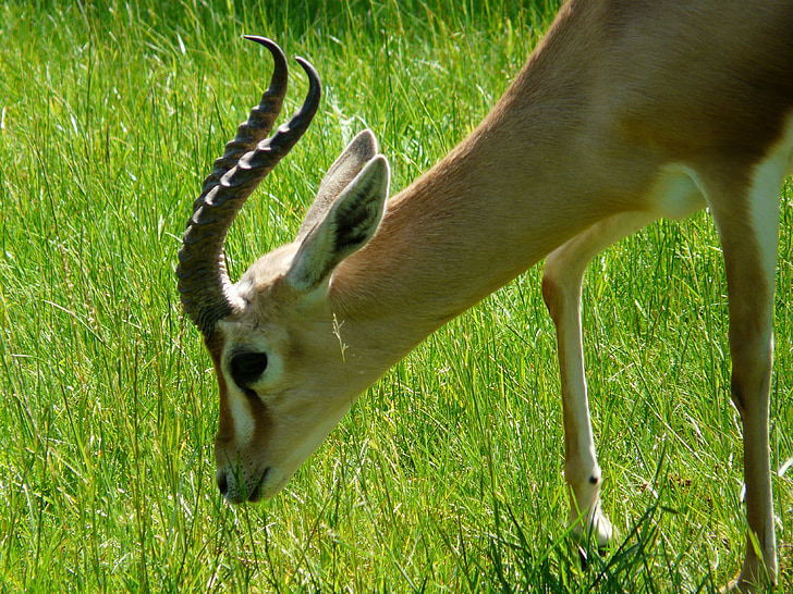 dorcas gazelle, gazelle, desert animal, horned, africa, savannah, ruminant