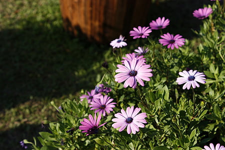 Blue eyed daisy, vaaleanpunainen, violetti, Useimmat, kukat ja kasvit, Compositae, Wildland