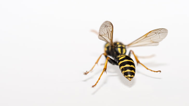 wasp, insect, macro, nature, close, animals, white background