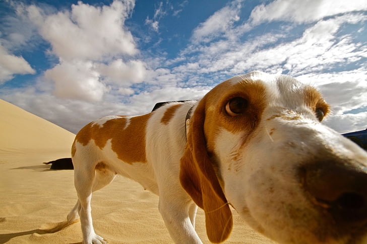 kutya, sivatag, állat, természet, PET, homok, táj