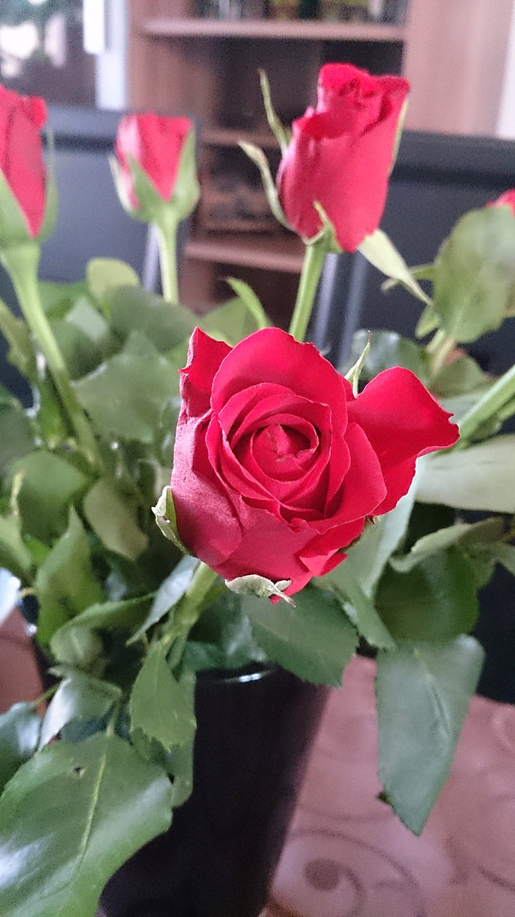 rood, steeg, rode roos, bloem, Rose bloom, plant, natuur