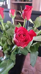 червен, Роза, червена роза, цвете, Роза Блум, растителна, природата