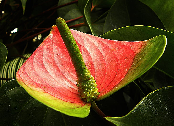 flamant rose fleur, Anthurium andraeanum, rouge, vert, une feuille de pétale