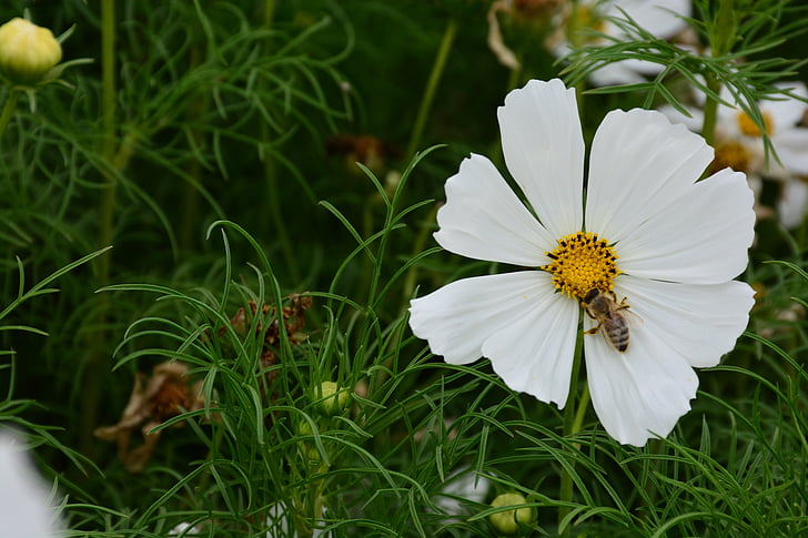 花, gesanghua, 風景, 美しい, かなり, ホワイト, 蜂