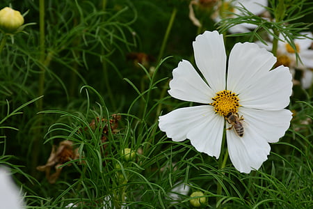 flower, gesanghua, the scenery, beautiful, pretty, white, bee