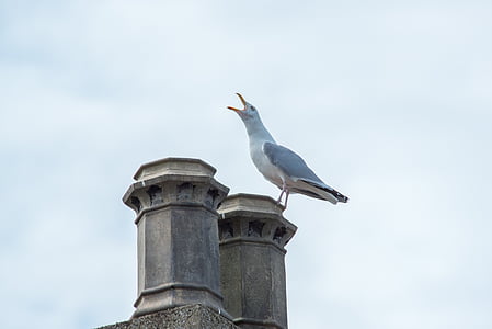 seagull, bird, white, animal, spring, wing, stand