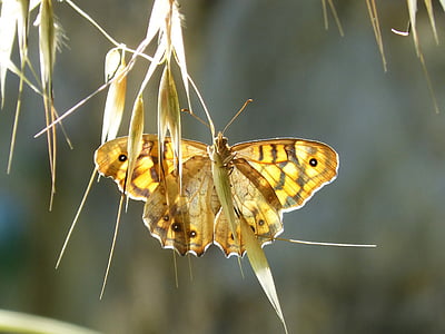 papallona, llista Lobito, llum de fons, cintada saltabardisses, Pyronia bathseba, insecte, natura