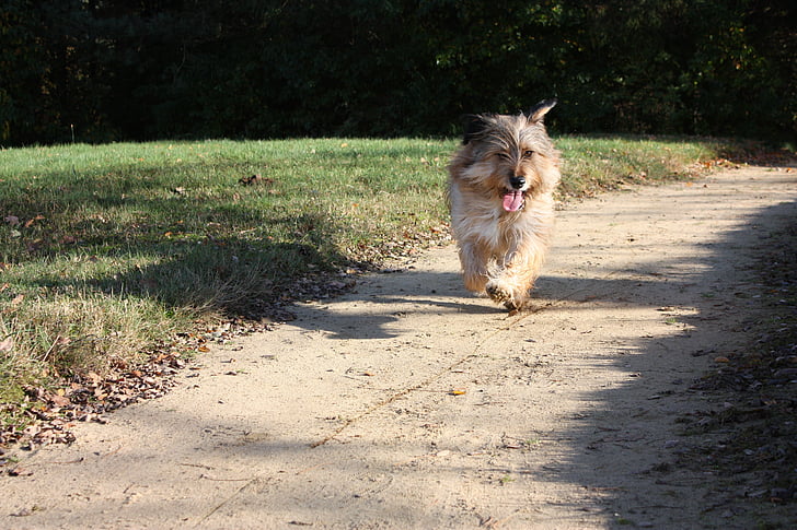 Terrier, câine, animale, a alerga, cursa, cîine a alerga, curse de câini