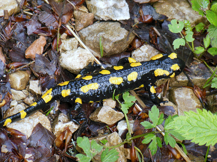 salamander, lizard, mountains, hochfelln, bavaria, upper bavaria, amphibian