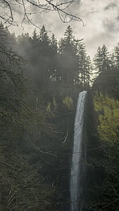 branches, cascade, dawn, environment, fall, fir trees, fog