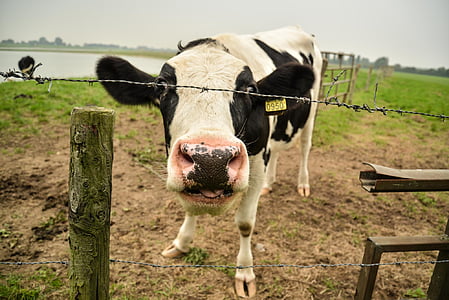 vaca, ximple, divertit, vaca de llet, granja, filferro de pues, filferro de pues