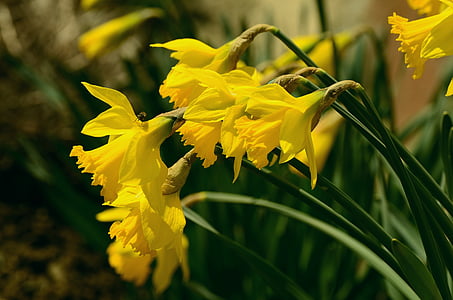 daffodils, osterglocken, yellow, blossom, bloom, spring, flower