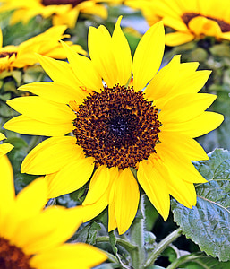 bunga matahari, bunga, musim panas, Cantik, tanaman, pasar, kios pasar