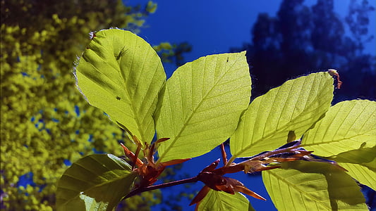 beech leaves, beech, leaves, deciduous tree, nature, green, tree