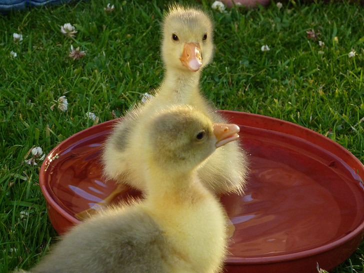 goslings, baby geese, waterfowl, young, yellow, cute, fluffy
