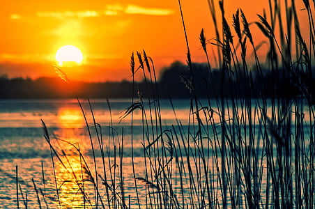 lake, reeds, sunset, landscape, nature, scenery, beach