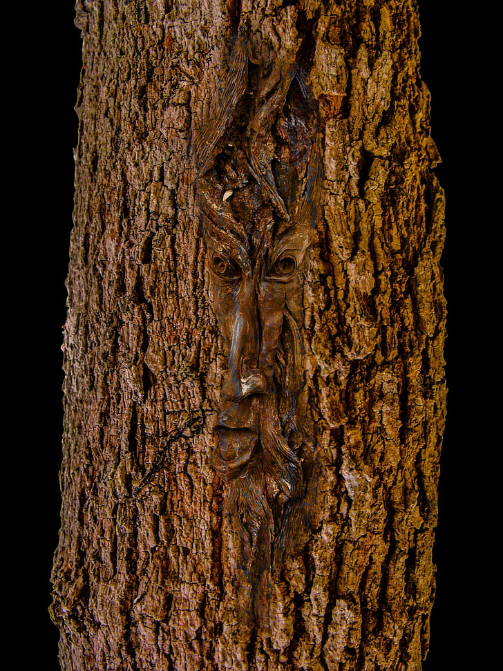 ansigt, Log, træ, bark, natur, træstamme, skov