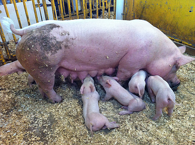 pigs, feeding, piglet, domestic, piggy, farming, livestock
