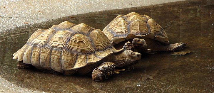 żółwie, Galapagos, Żółw