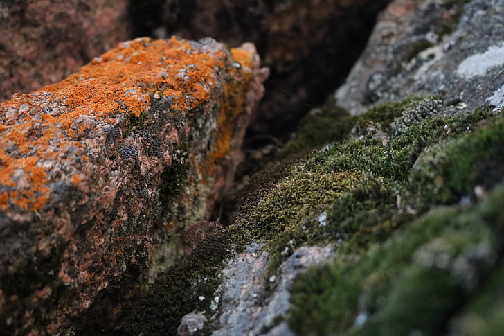 moss, orange, green, macro, nature, lichen, rock - Object