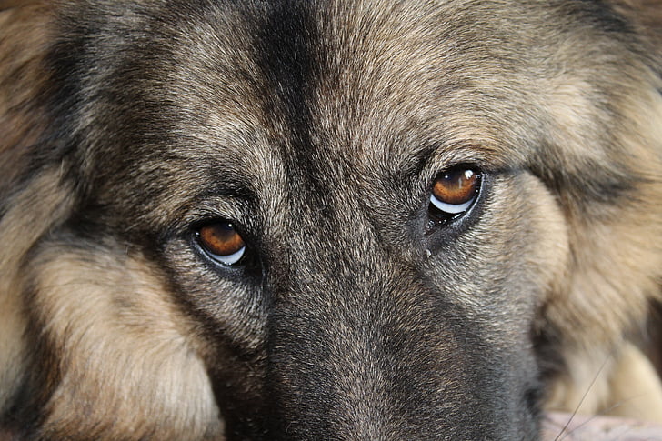 ulls de gos, gos, ulls, responsable de gos, animal, hundeportrait, cara