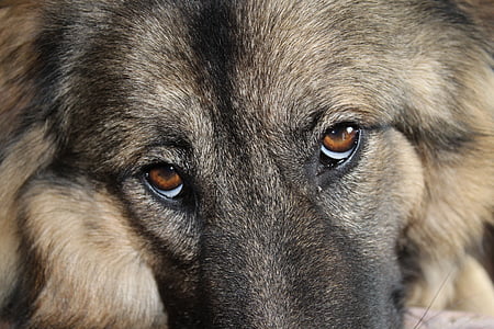 犬の目, 犬, 目, 犬の頭, 動物, hundeportrait, 顔