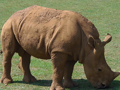 Rhino, zviera, Afrika, Safari, zvieratá, divoké, voľne žijúcich živočíchov