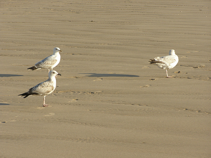 Seagulls, linnud, Beach, vee, Travel, Ocean, looma