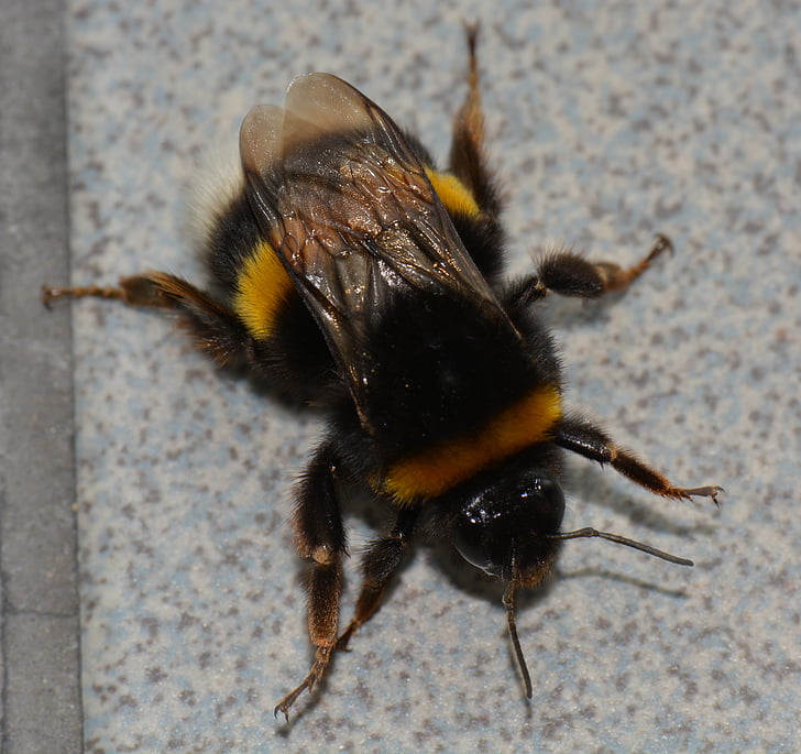 bumblebee, lỗi, động vật, côn trùng, con ong, Thiên nhiên, vĩ mô