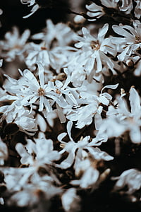 blanc, pètal, flor, flor, flors, jardí, planta