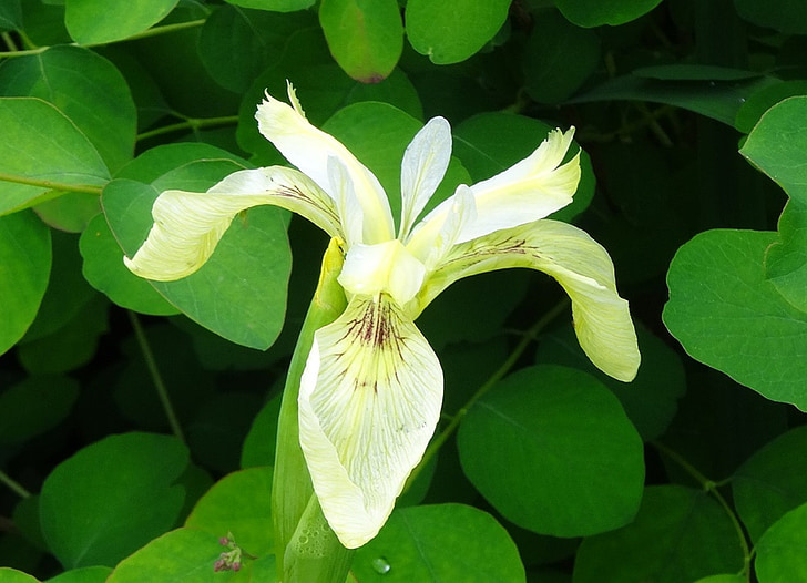 Moor-iris, Iris, Blume, Feuchtgebiet, Creme, Marsh, Anlage