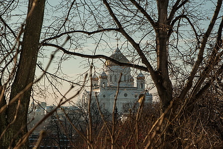 モスクワ, 大聖堂, キリスト救世主, キューポラ, othodoxe, 裸の木, ツリー