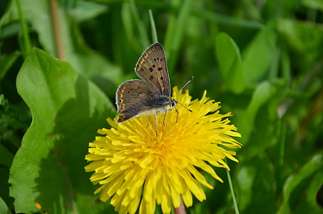 nektarı toplamak, Kelebek, karahindiba