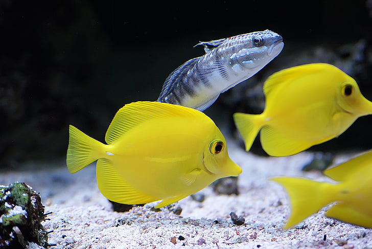 tropical fish, yellow tangs, fish, underwater, marine, tropical, ocean
