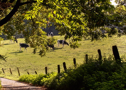 cows, meadow, forest, milk, autumn, animal, pasture