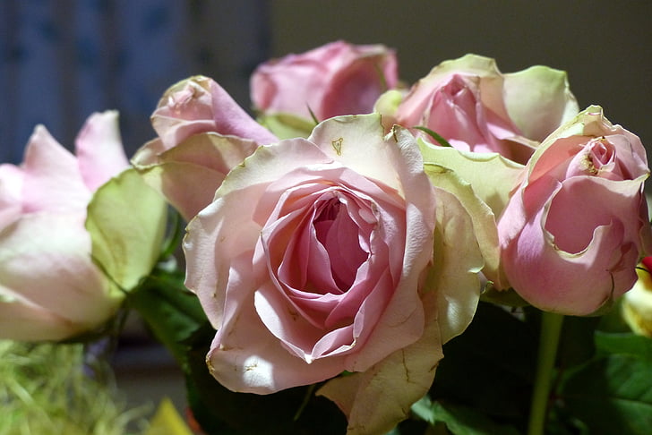 bouquet, roses, dusky pink, color, romantic, pink, romance