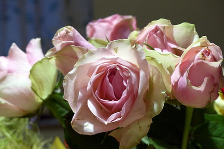 bukett, rosor, smutsvitt rosa, färg, romantiska, Rosa, Romance