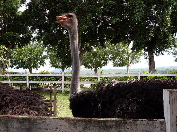 high ostrich, ostrich trees, ostrich zoo, ostrich, animal, bird, nature