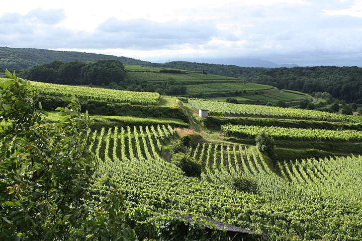 Winnica, winorośl, uprawa winorośli, Niemcy, Kaiserstuhl, krajobraz, zielony