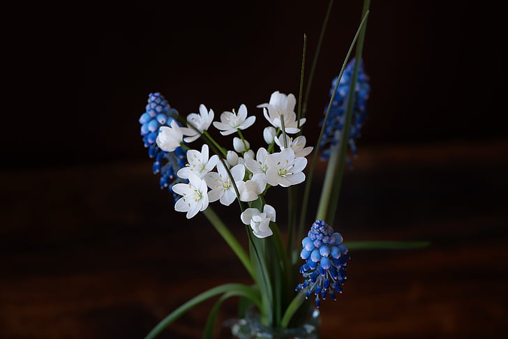 zils vīnogu Hiacinta, ziedi, zila, baltas puķes, puķe, pavasara ziedi, aizveriet