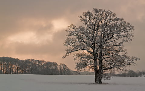 δέντρο, φύση, χιόνι, Χειμώνας, παλιό δέντρο, Χειμώνας και δέντρα, τοπίο