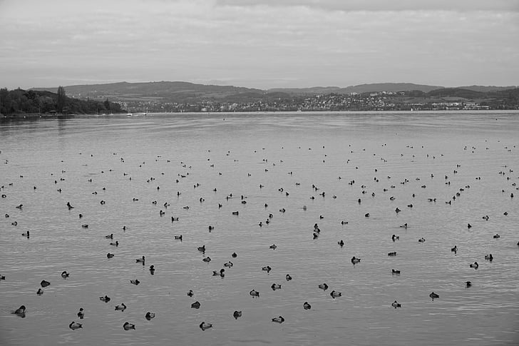 Bebek, Danau, sisanya, hitam putih, burung air, air, burung
